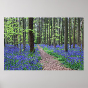Poster La forêt de Halle   Halle, Belgique