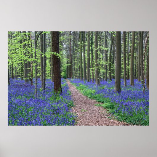 Poster La forêt de Halle | Halle, Belgique (Devant)