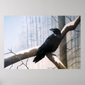 Poster La forêt de Raven d'hiver (Devant)