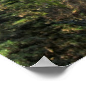 Poster La Forêt Magique (Coin)