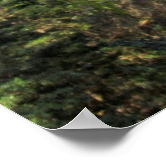 Poster La Forêt Magique (Coin)