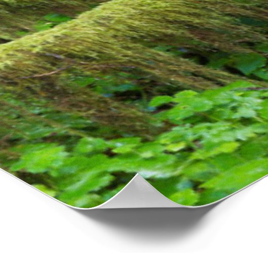 Poster La forêt tropicale automautomne | Parc national ol (Coin)