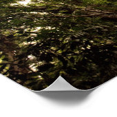 Poster La forêt tropicale du fleuve Daintree (Coin)