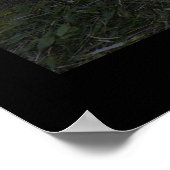 Poster La foudre frappe un arbre (Coin)