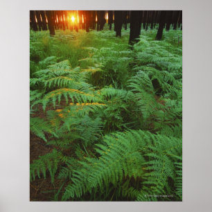 Poster La fougère part de couvrir la terre, Tsitsikamma,
