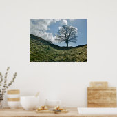 Poster La fracture d'Hadrien dans le mur, arbre Sycamore (Cuisine)