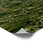 Poster La fracture d'Hadrien dans le mur, arbre Sycamore (Coin)