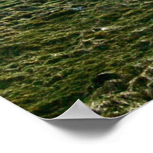 Poster La fracture d'Hadrien dans le mur, arbre Sycamore (Coin)