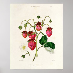Poster La fraise des Roseberry, gravée par Watte