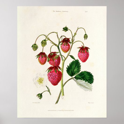 Poster La fraise des Roseberry, gravée par Watte (Devant)