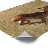 Poster la gazelle de thompson (Coin)