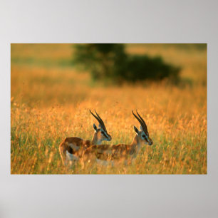 Poster La gazelle de Thomson (Gazella Thomsonii) à l'aube