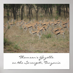Poster La gazelle de Thomson sur le Serengeti, merci…