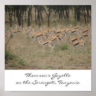 Poster La Gazelle de Thomson sur le Serengeti, Ta...