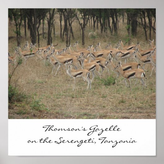 Poster La Gazelle de Thomson sur le Serengeti, Ta... (Devant)