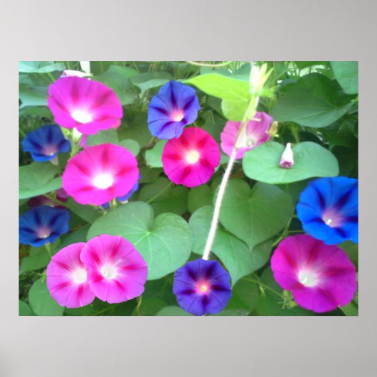 POSTER LA GLOIRE DE LA GLOIRE DU MATIN (Devant)