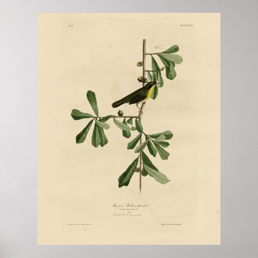 Poster La gorge jaune de Roscoe, les oiseaux d'Amérique d (Devant)