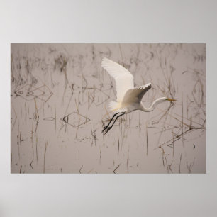 Poster La Grande Aigrette 36 x 24 Papier Archivistique (M