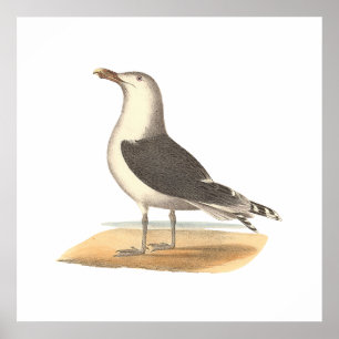 Poster La Grande Mouette à dos noir (Larus marinus)