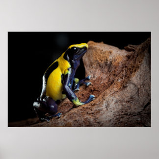 Poster La grenouille jaune et bleue de la flèche de gypse