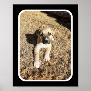 Poster La grossièreté d'un chiot