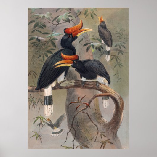 Poster La Hornbill à la Concave de Joseph Wolf (Devant)