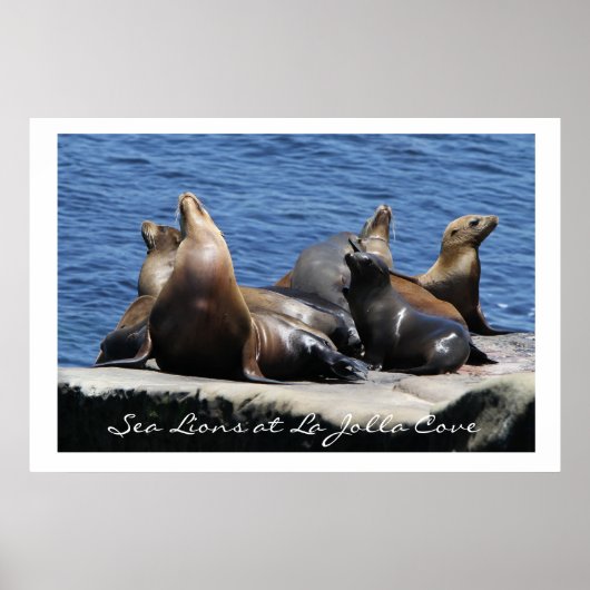 Poster La Jolla Cove Sea Lions (Devant)
