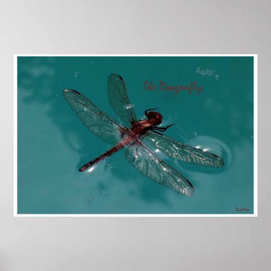 Poster La libellule (Devant)