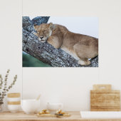 Poster La lionne dort dans l'arbre (Cuisine)