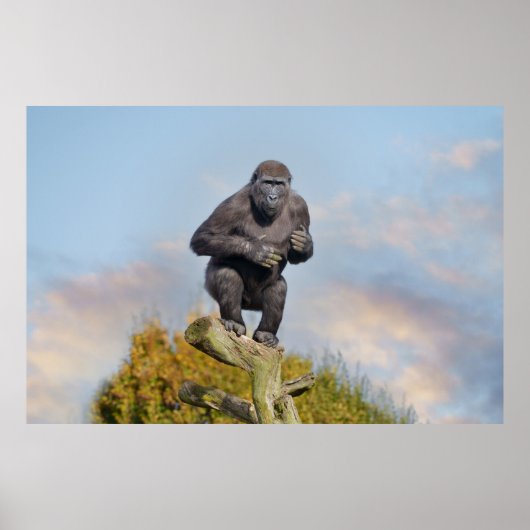 Poster La loi sur l'équilibre des arbres de Gorilla (Devant)