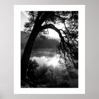 La lumière du soleil à travers l'affiche Pines