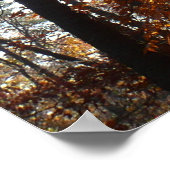 Poster La lumière du soleil dans l'arbre d'automne de la (Coin)