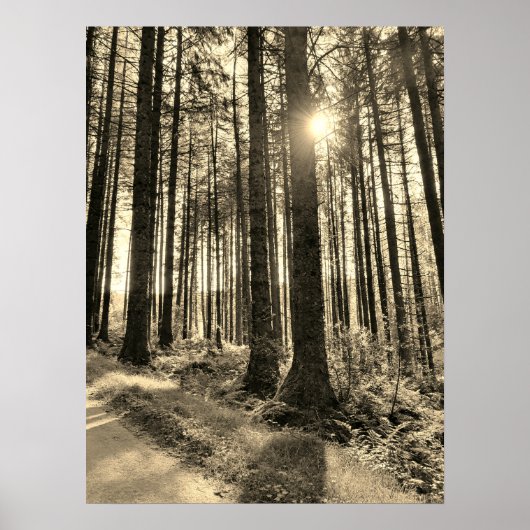 Poster La lumière du soleil passe par l'affiche Forest Tr (Devant)