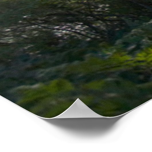 Poster La lumière du soleil traverse une forêt agitée (Coin)