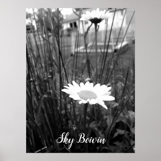 Poster la marguerite solitaire (Devant)