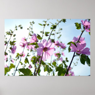 Poster La mauve arborescente fleurit en été