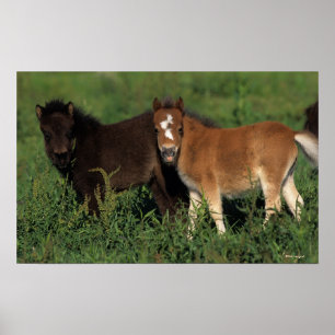 Poster La miniature pouline dans l'herbe
