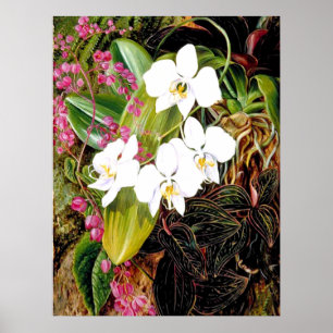 Poster La Moth Orchid malaisienne et un grimpeur américa