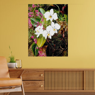 Poster La Moth Orchid malaisienne et un grimpeur américai