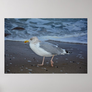 Poster La mouette