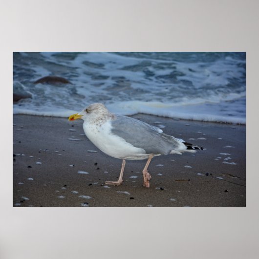 Poster La mouette (Devant)
