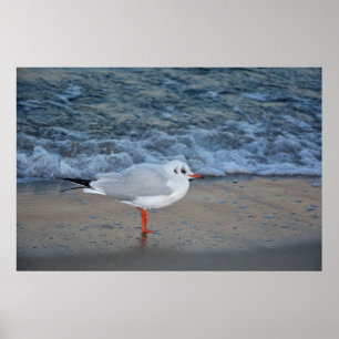 Poster La mouette sur la plage