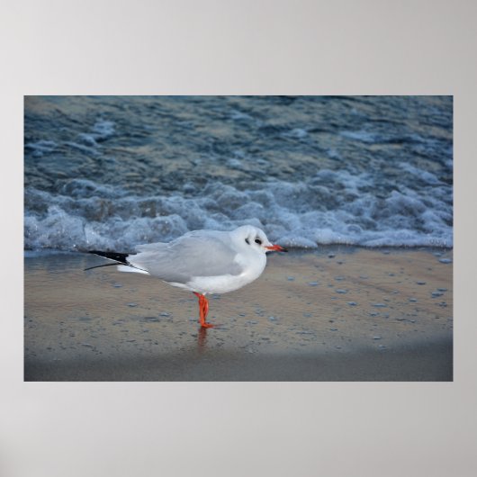 Poster La mouette sur la plage (Devant)
