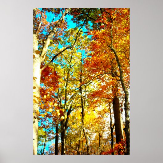 Poster La Musique Est Art Rainbows (Devant)