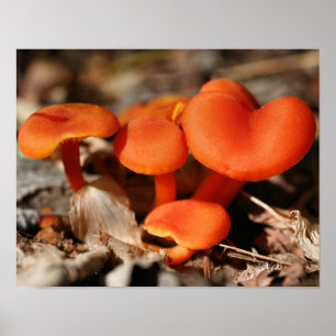 Poster La nature de la famille des champignons orange
