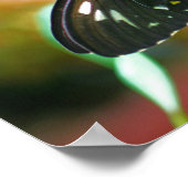 Poster La nature des papillons noirs (Coin)