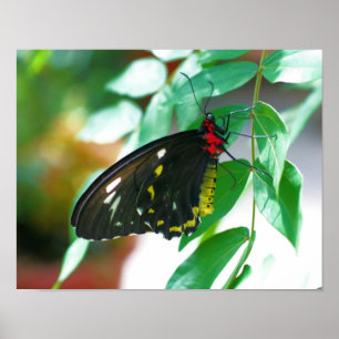 Poster La nature des papillons noirs