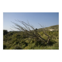 La nature est parfois solitaire