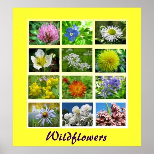 Poster La nature florale fleur sauvage (Devant)