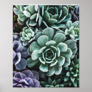 Poster La nature Plante verte Succulente